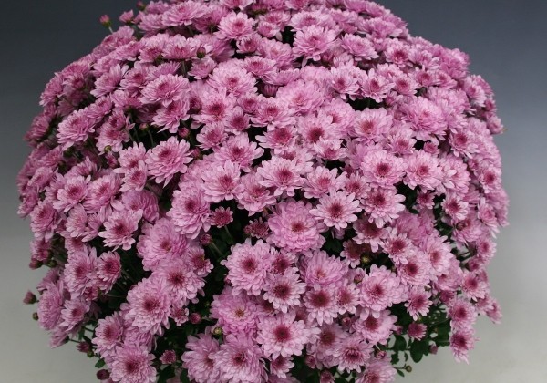 Chrysanthemum multiflora Bransound Pink