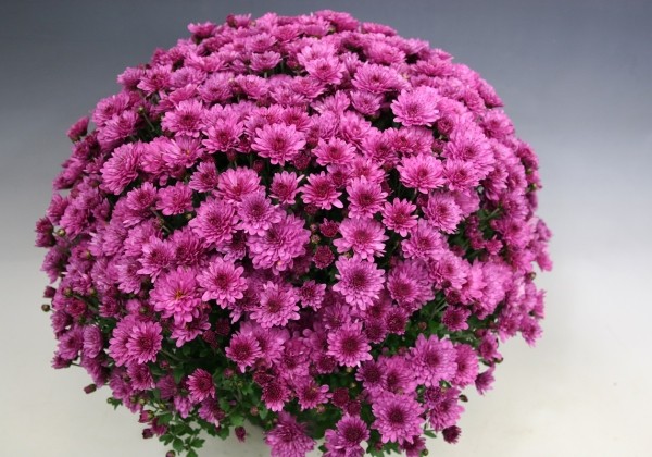 Chrysanthemum multiflora Bransound Purple