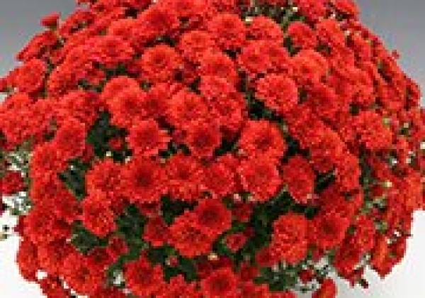 Chrysanthemum multiflora Bransound Red