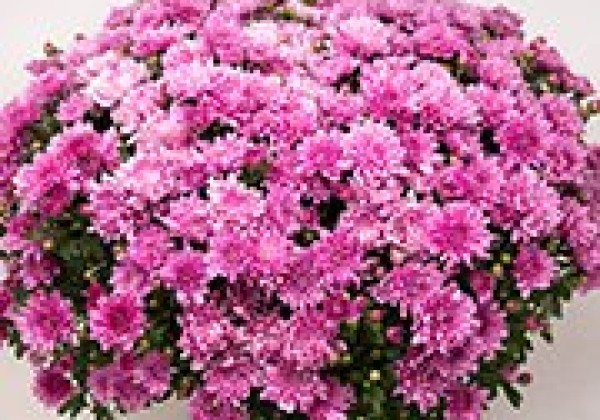 Chrysanthemum multiflora Branjoy