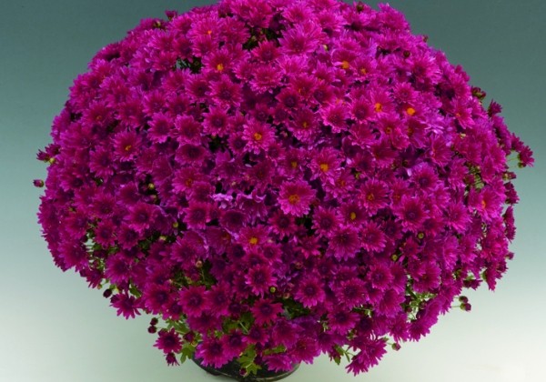 Chrysanthemum multiflora Branroyal Purple
