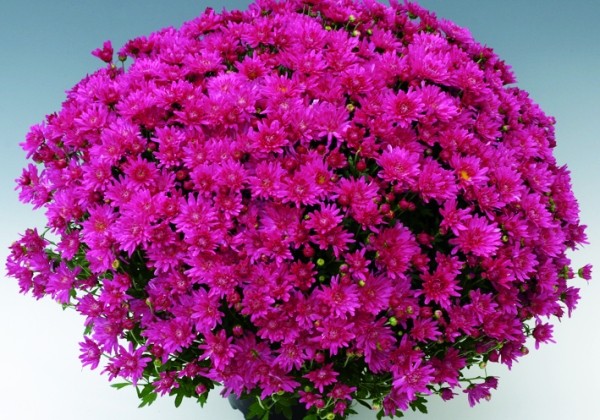 Chrysanthemum multiflora Branroyal Pink