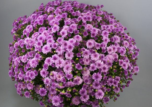 Chrysanthemum multiflora Branqueen Purple