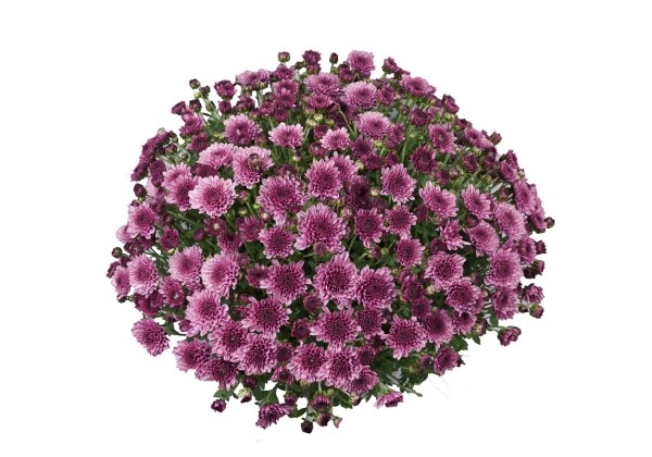 Chrysanthemum multiflora Branfountain Purple