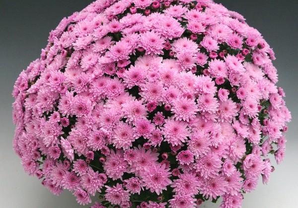Chrysanthemum multiflora Branfountain Pink