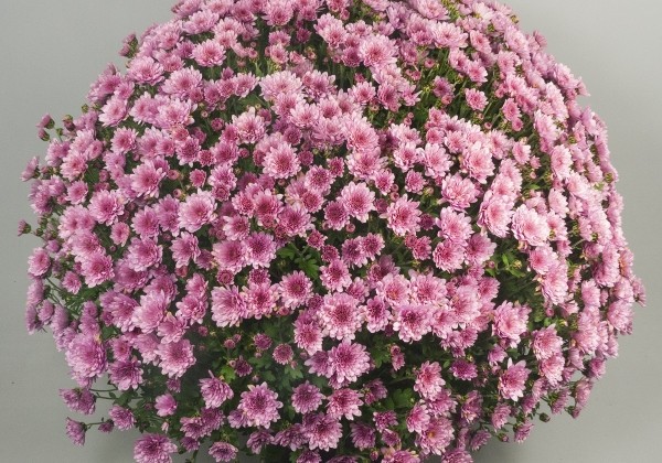 Chrysanthemum multiflora Branpetit Pink