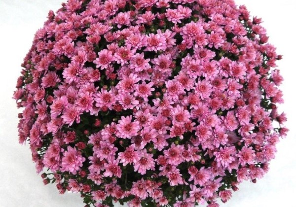 Chrysanthemum multiflora Branmagic Pink