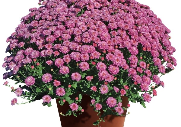 Chrysanthemum multiflora Gigi Dark Pink