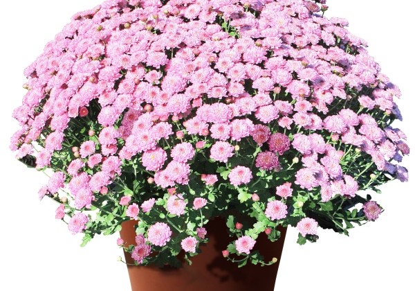 Chrysanthemum multiflora Gigi Pink