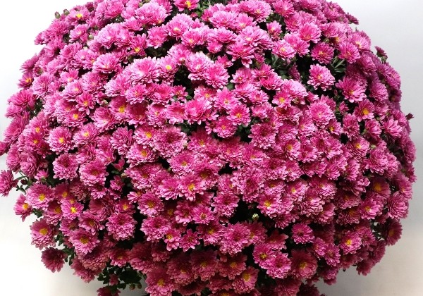 Chrysanthemum multiflora Branglobe Pink