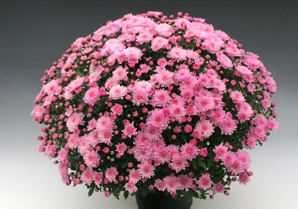 Chrysanthemum multiflora Branperfect Pink