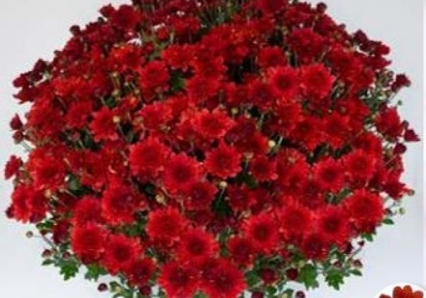 Chrysanthemum multiflora Bransound Red