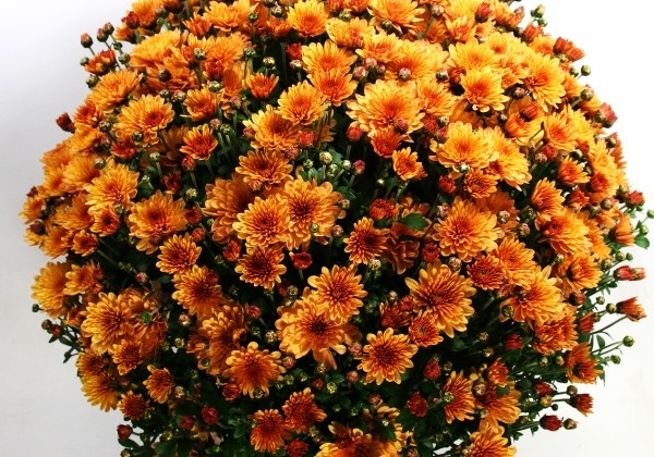 Chrysanthemum multiflora Bransound Dark Orange