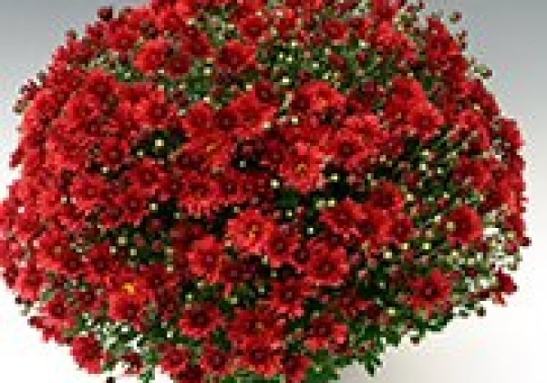 Chrysanthemum multiflora Branroyal Scarlet