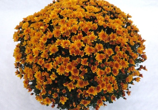 Chrysanthemum multiflora Branvenus