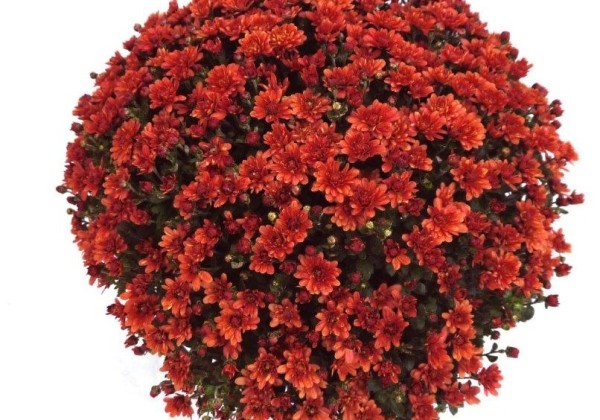 Chrysanthemum multiflora Branmagic Red