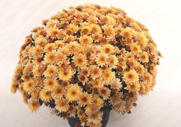 Chrysanthemum multiflora Branfountain Apricot
