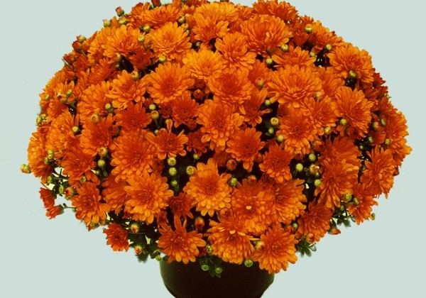 Chrysanthemum multiflora Branbeach Orange