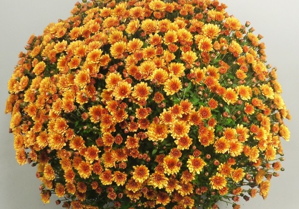 Chrysanthemum multiflora Branpetit Orange