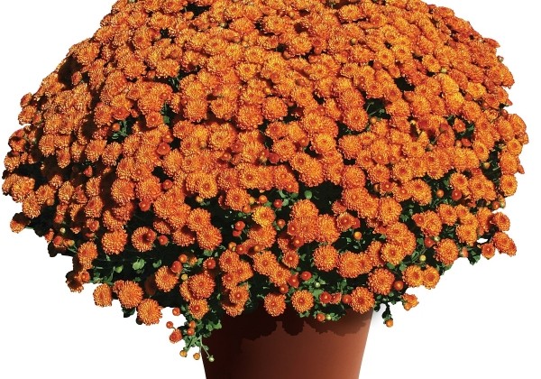 Chrysanthemum multiflora Gigi Orange