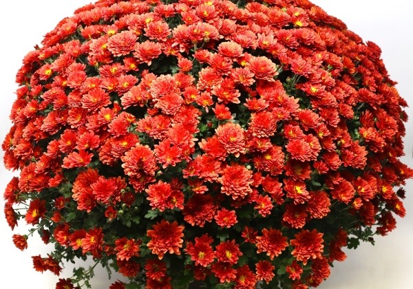 Chrysanthemum multiflora Branglobe Red