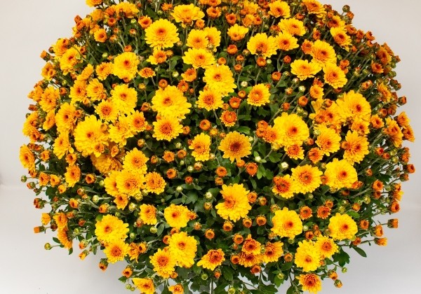 Chrysanthemum multiflora Branlion