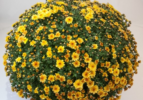 Chrysanthemum multiflora Bransmart Orange