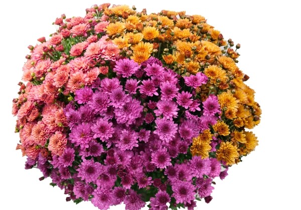 Chrysanthemum multiflora Bransound Mix