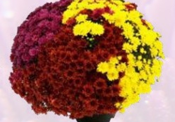 Chrysanthemum multiflora Branroyal Mix