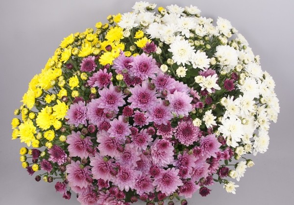 Chrysanthemum multiflora Branfountain Mix