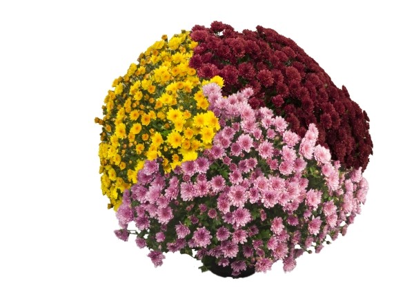 Chrysanthemum multiflora Branpetit Mix