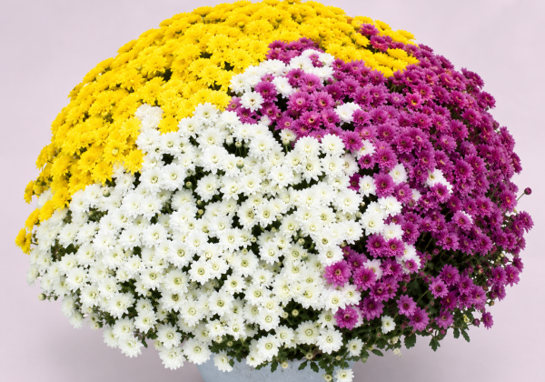 Chrysanthemum multiflora Branglobe Mix