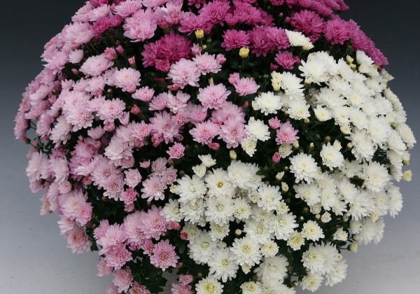 Chrysanthemum multiflora Branperfect Mix