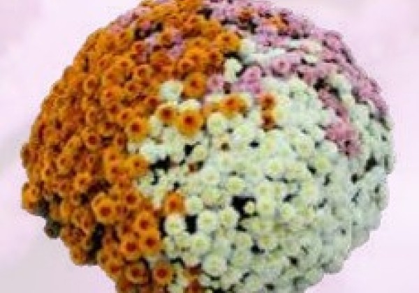 Chrysanthemum multiflora Branperfect Mix2