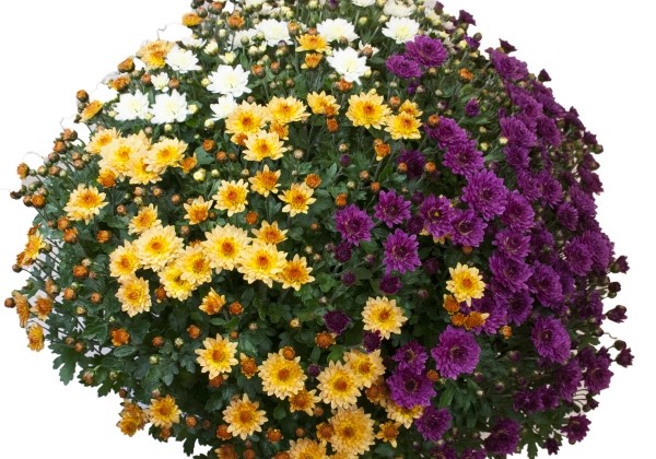 Chrysanthemum multiflora Bransmart Mix
