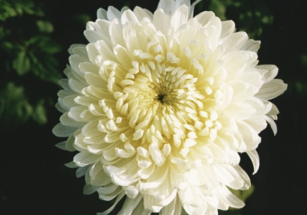 Chrysanthemum, lielziedu Evelyn Busch