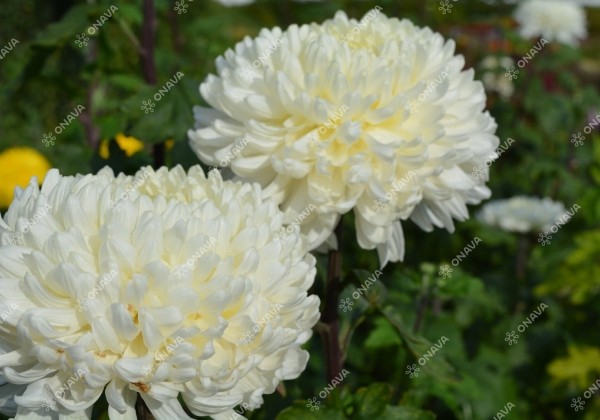 Chrysanthemum, lielziedu Evelyn Busch