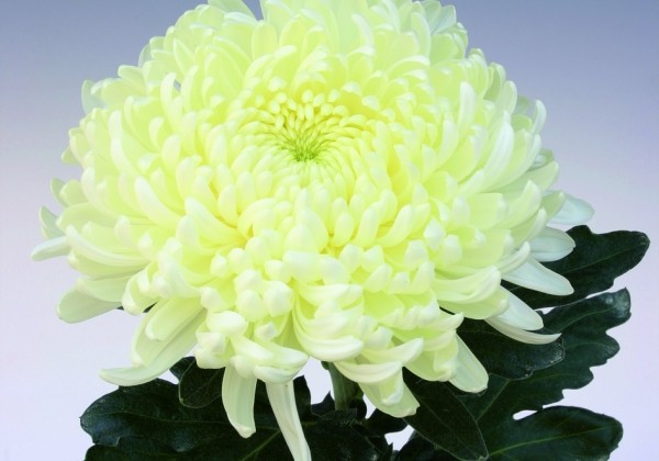 Chrysanthemum, lielziedu Ja Dank