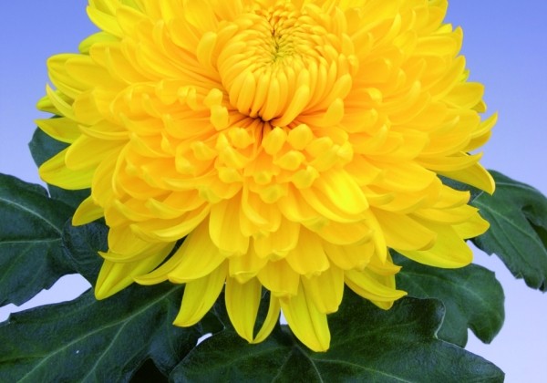 Chrysanthemum, lielziedu Golden Alex Bedser