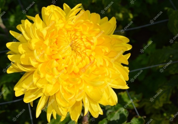 Chrysanthemum, lielziedu Golden Alex Bedser