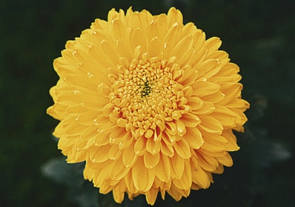 Chrysanthemum, lielziedu Victor Rowe
