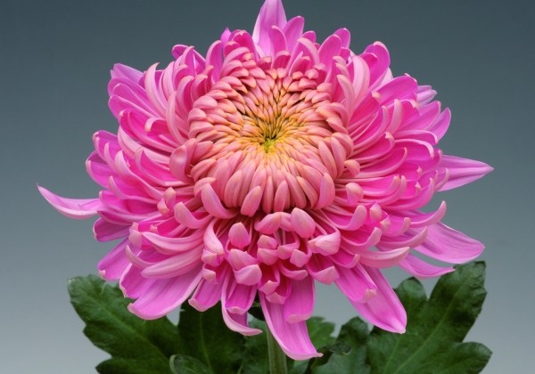 Chrysanthemum, lielziedu Holiday Pink