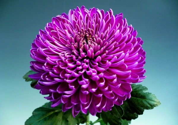 Chrysanthemum, lielziedu Regal Mist Purple