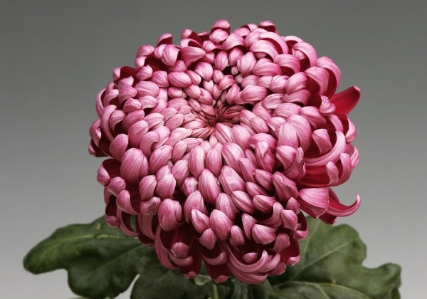 Chrysanthemum, lielziedu Daily Mirror