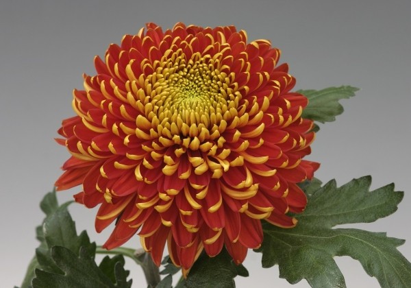 Chrysanthemum, lielziedu Tom Pearce