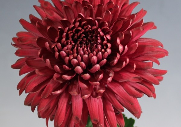Chrysanthemum, lielziedu Regal Mist Red