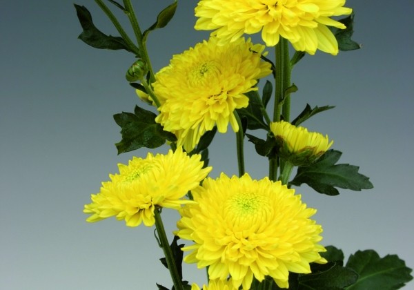 Chrysanthemum, daudzziedu Ellen Yellow