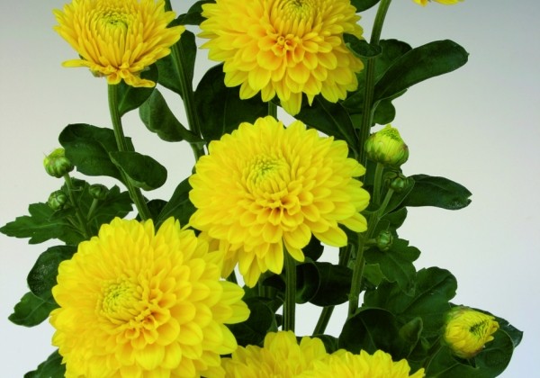 Chrysanthemum, daudzziedu Wendy Yellow