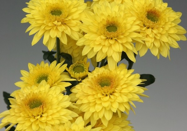 Chrysanthemum, daudzziedu Beppie Yellow
