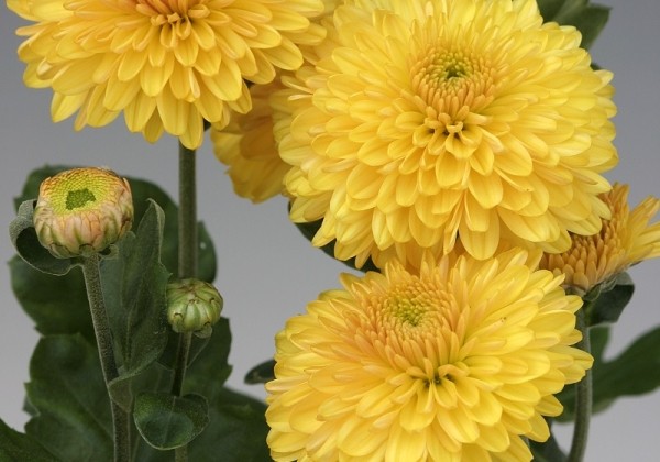 Chrysanthemum, daudzziedu Pompon Yellow